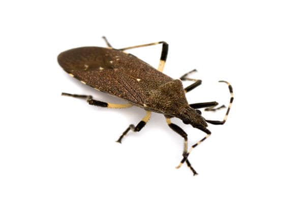 chinch bugs | Florida Environmental Pest Management 