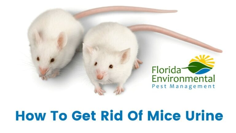 get rid of mice urine