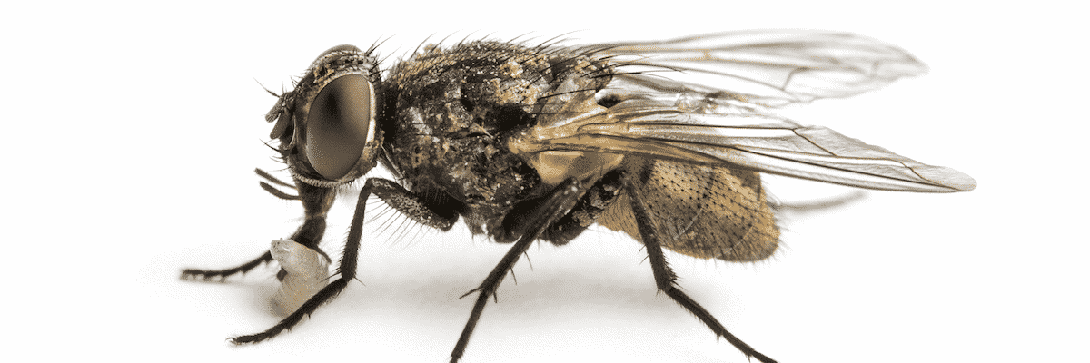 Flies Pest Behaviors and Identification Information