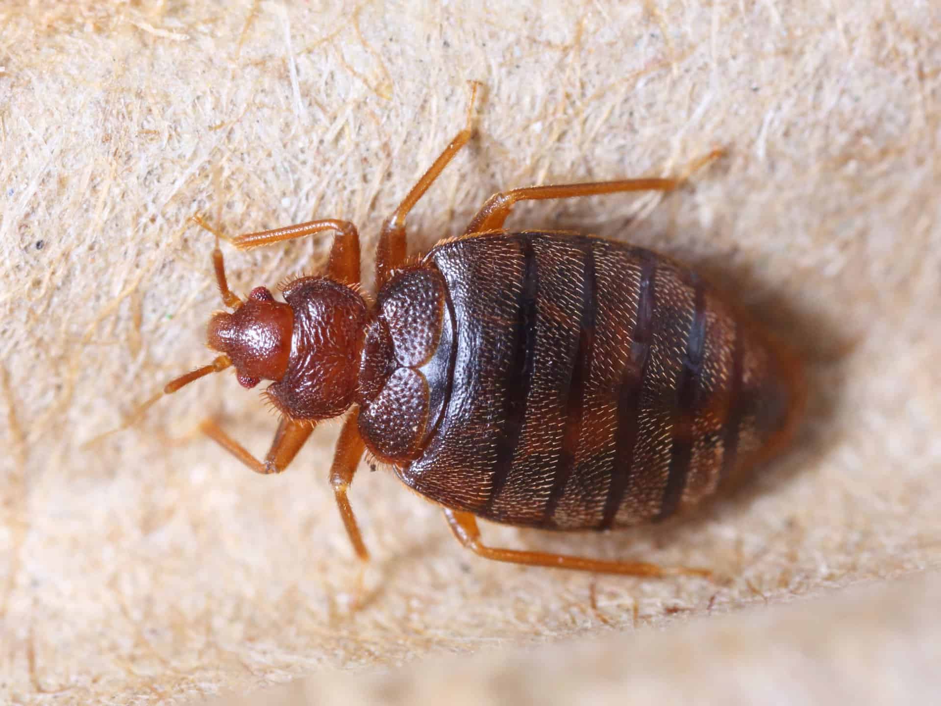 What does a bed bug bite look like
