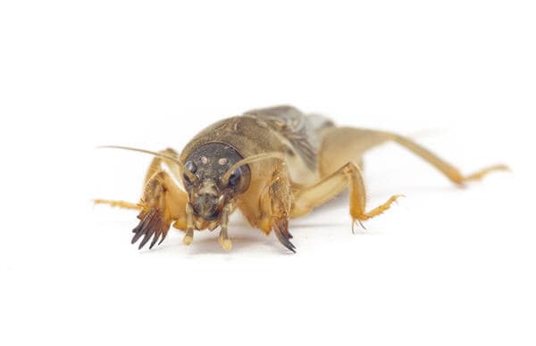 mole crickets | Florida Environmental Pest Management