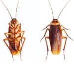 Cockroach Florida