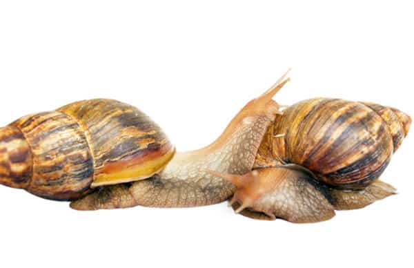 snails | Florida Environmental Pest Management