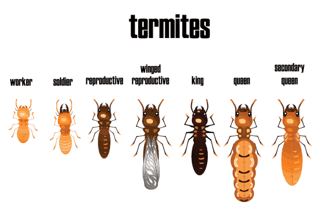 what do termites Look Like