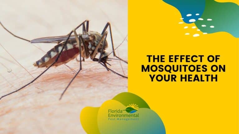 EFFECT-OF-MOSQUITOES-ON-YOUR-HEALTH