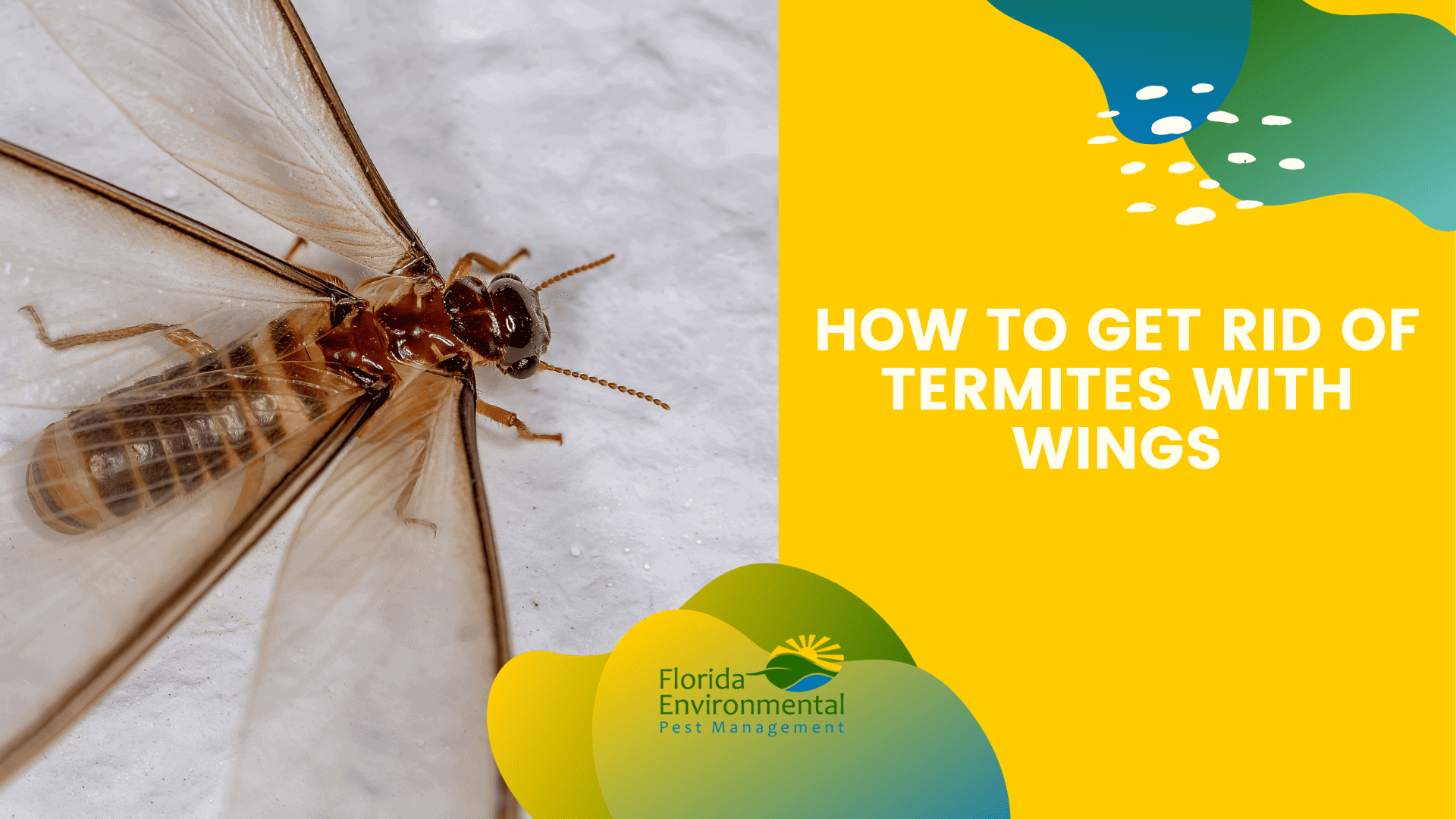 Get rid of termites with wings