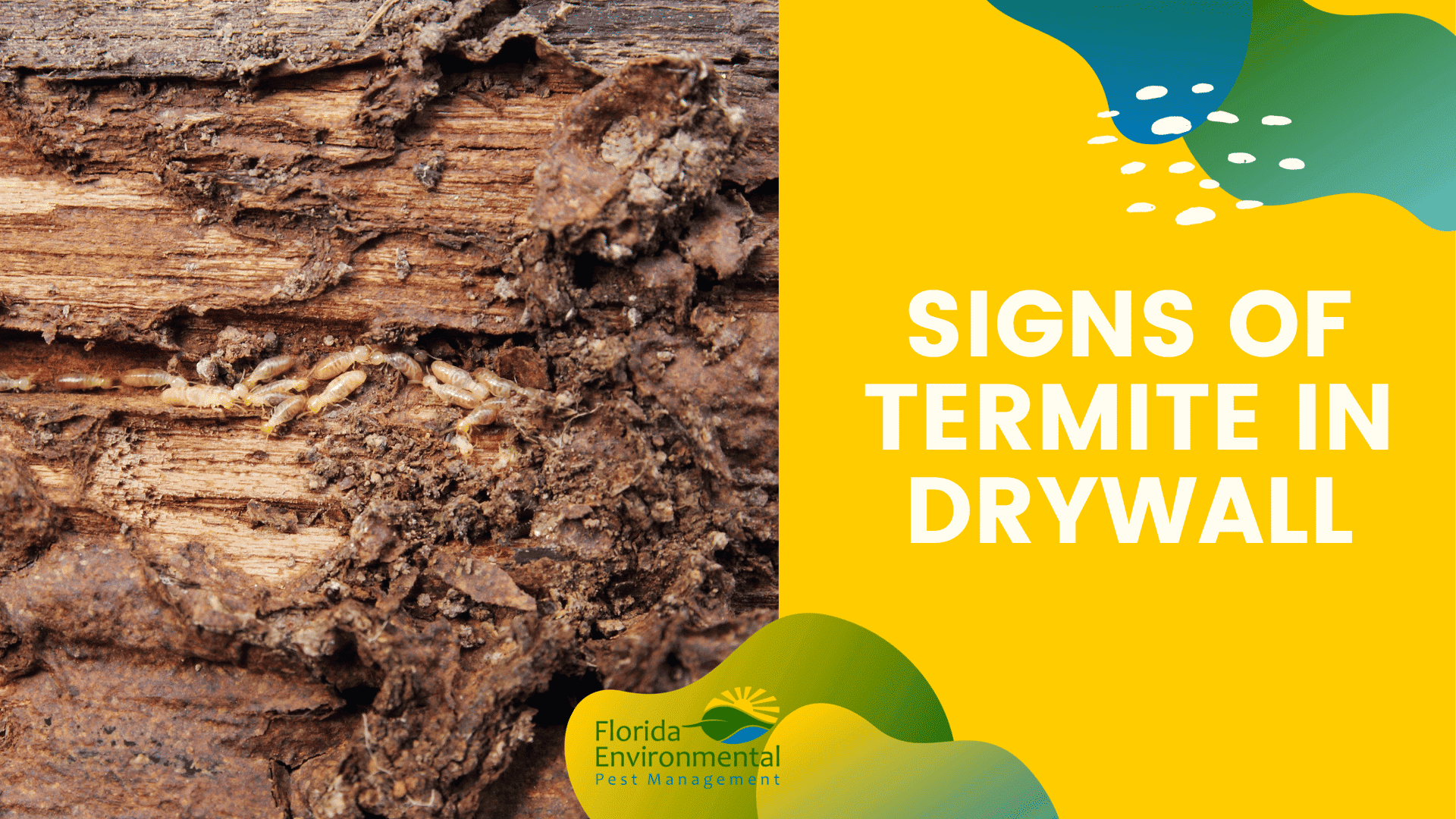 Signs Of Termite In Drywall