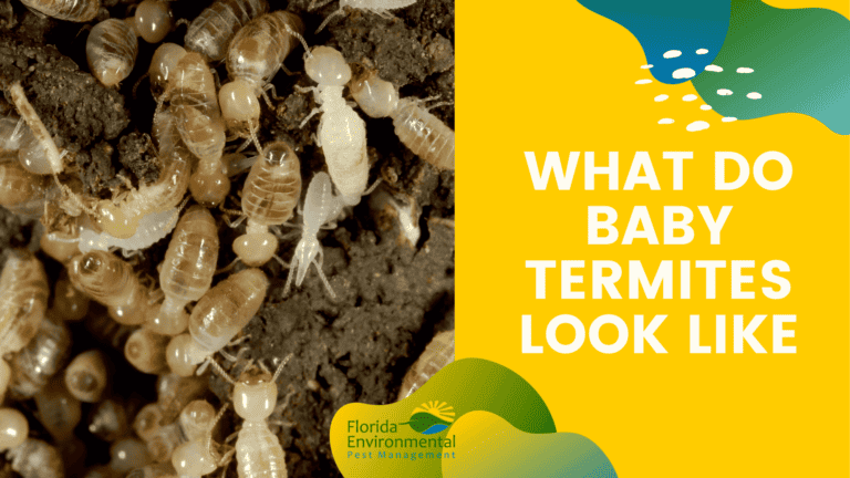 What Do Baby Termites Look Like?