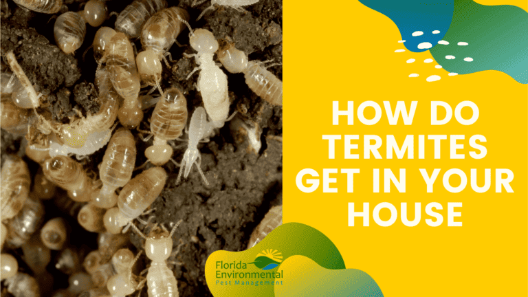 How Do Termites Get In Your House
