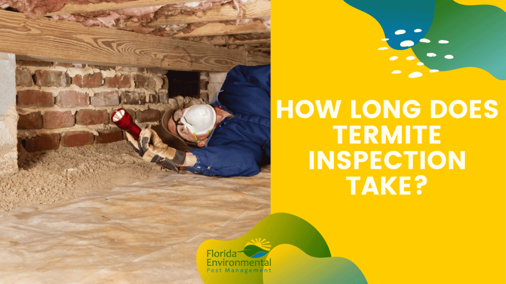 How Long Does Termite Inspection Take?