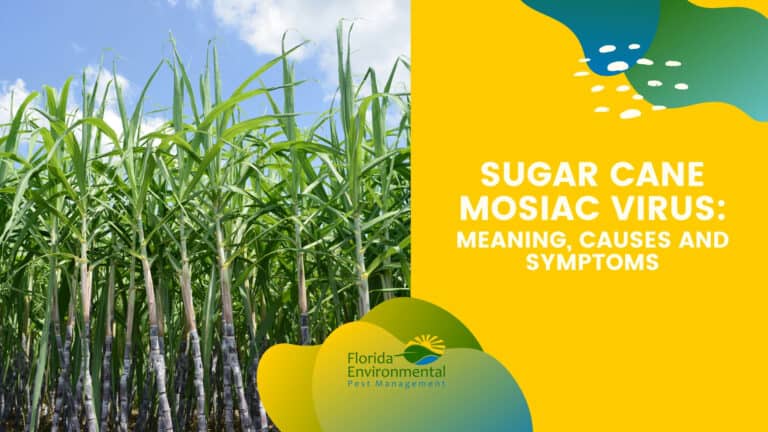 Sugar Cane Mosaic Virus