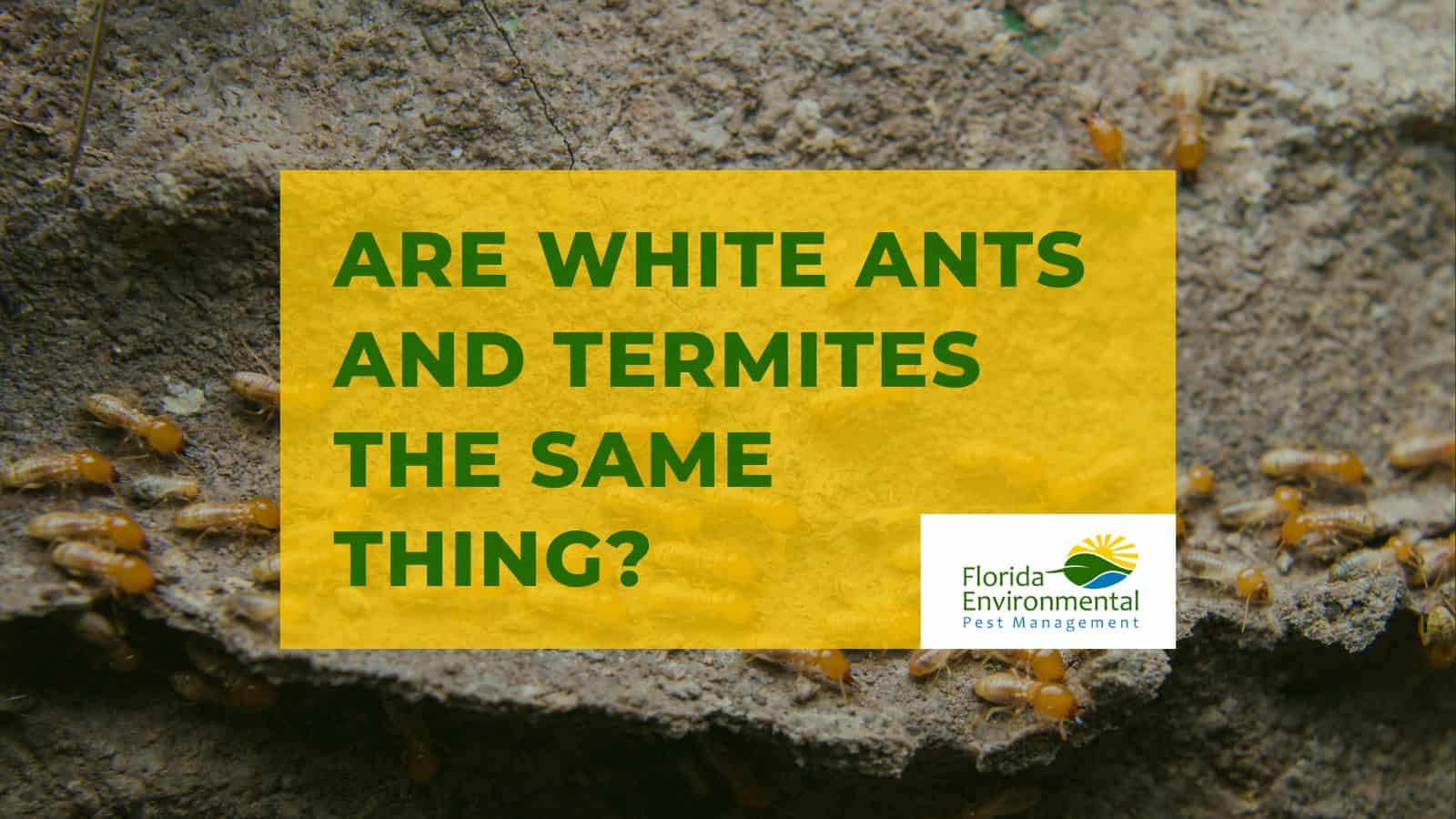 Are White Ants And Termites The Same Thing