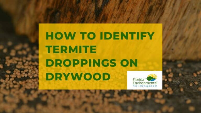 How to identify termite droppings on drywood