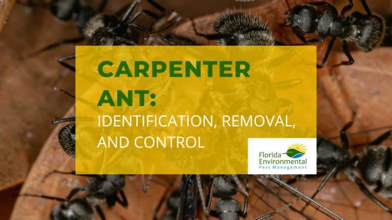Carpenter ant identification, removal, and control