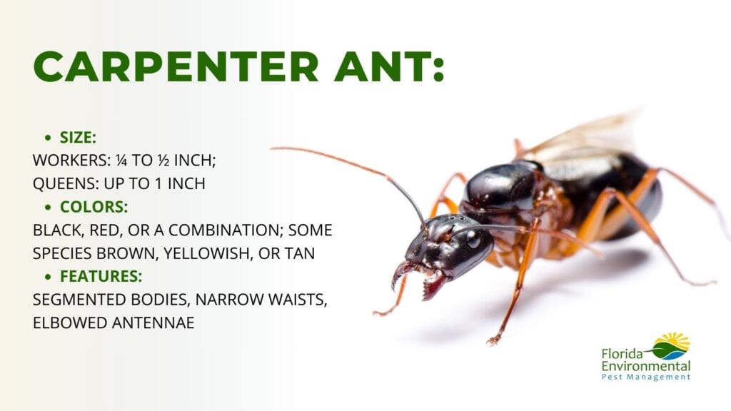 Carpenter Ant: Identification, Removal, and Control