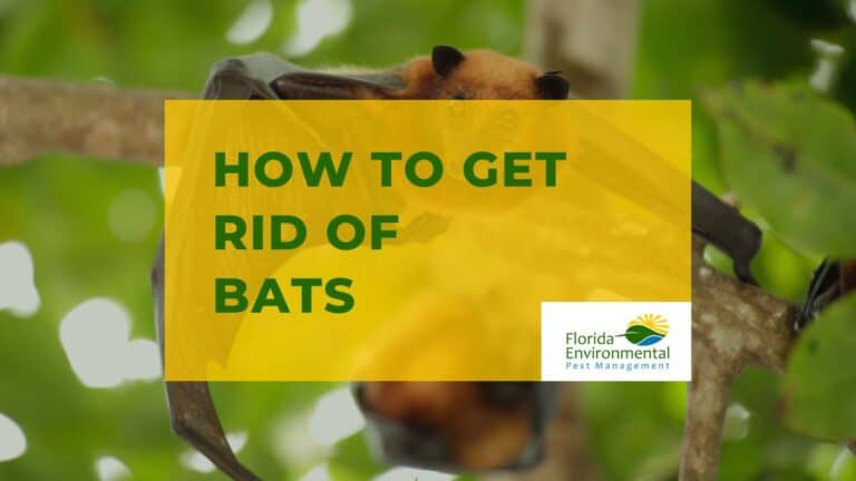 How to Get Rid of Bats