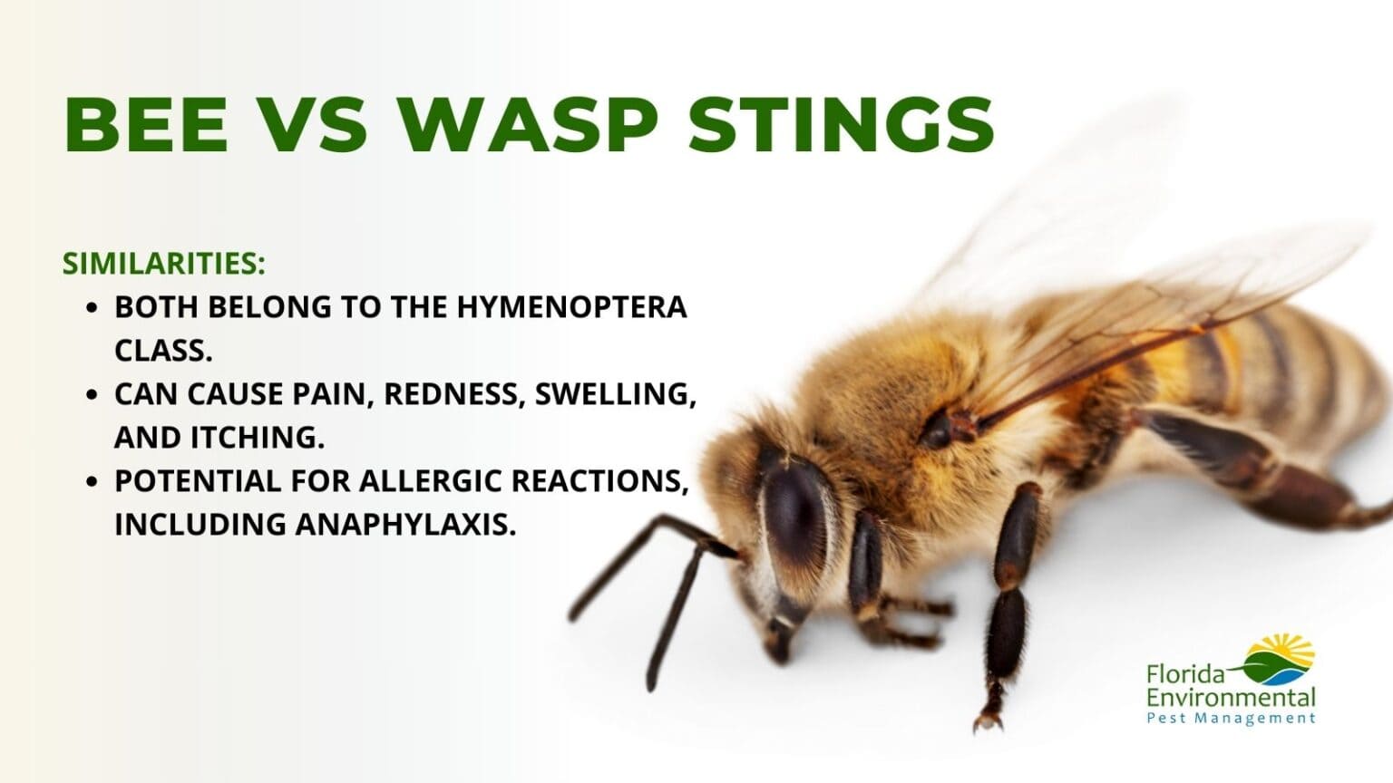 Bee vs Wasp Sting